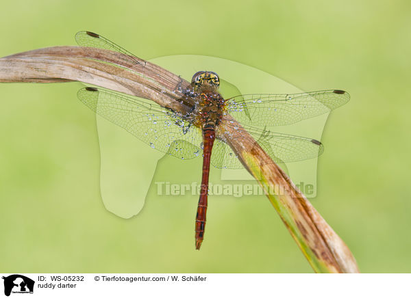 ruddy darter / WS-05232