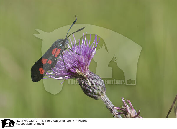 Sechsfleck-Widderchen / six-spot burnet moth / THA-02310