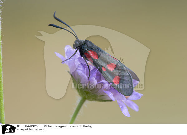 six-spot burnet moth / THA-03253
