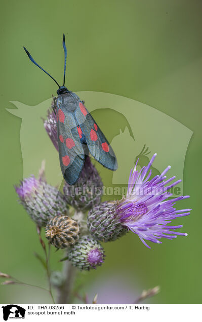 six-spot burnet moth / THA-03256