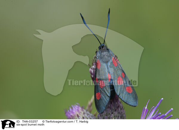 six-spot burnet moth / THA-03257
