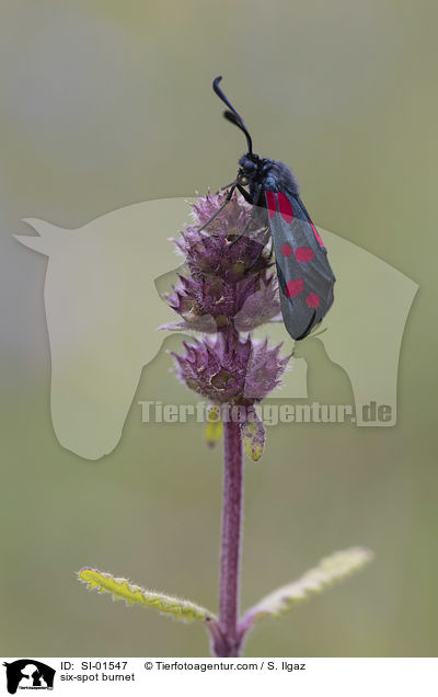 Sechsfleck-Widderchen / six-spot burnet / SI-01547