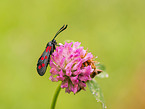 Six-spot Burnet