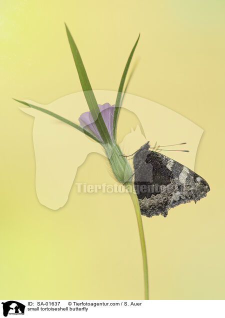 Kleiner Fuchs / small tortoiseshell butterfly / SA-01637