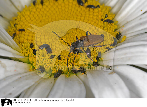 Schmalbock / longhorn beetle / JOH-01044