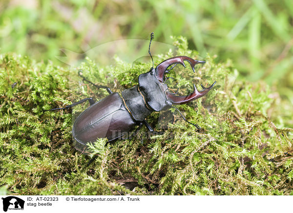 Hirschkfer / stag beetle / AT-02323