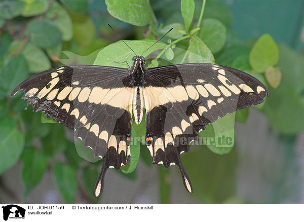 swallowtail / JOH-01159