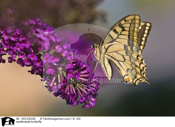 swallowtail butterfly / SO-02026