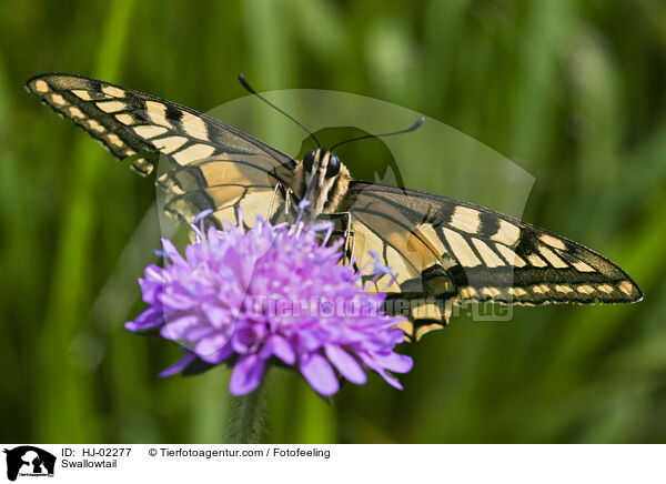 Swallowtail / HJ-02277