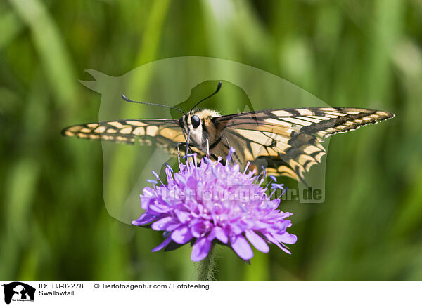 Swallowtail / HJ-02278