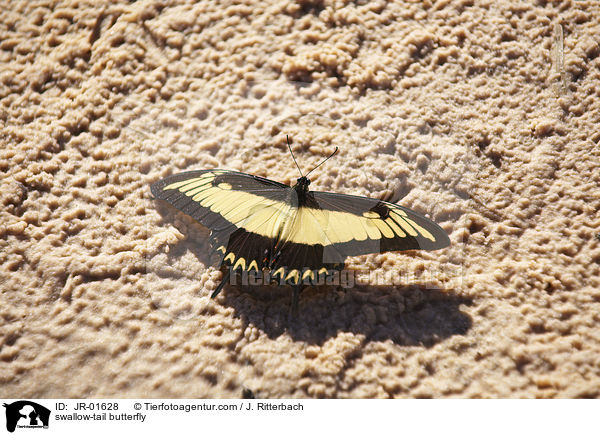 swallow-tail butterfly / JR-01628