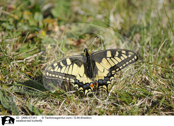 swallow-tail butterfly / DMS-07341