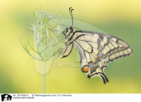 swallow-tail butterfly / DV-02612