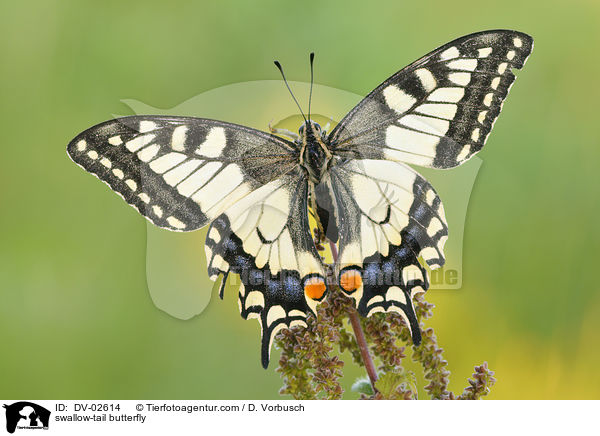 swallow-tail butterfly / DV-02614