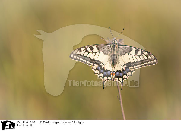 Swallowtail / SI-01219