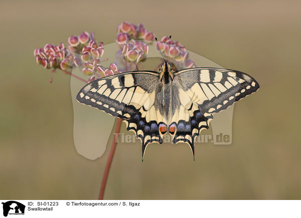 Swallowtail / SI-01223