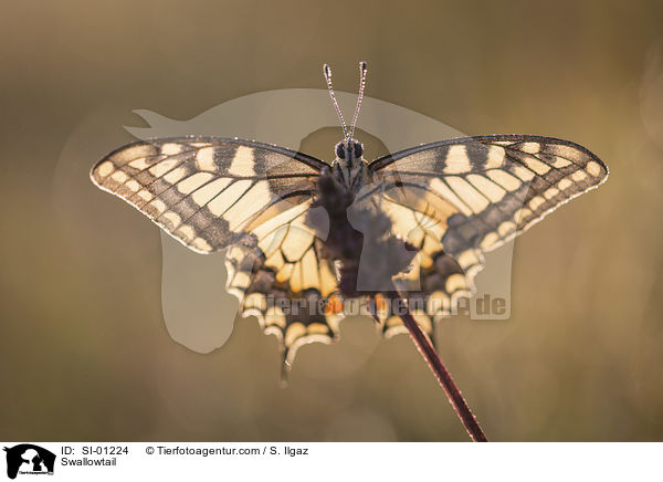 Swallowtail / SI-01224