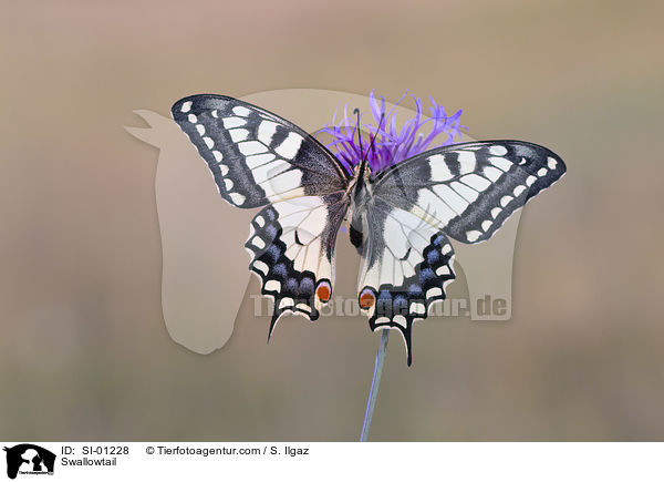 Swallowtail / SI-01228
