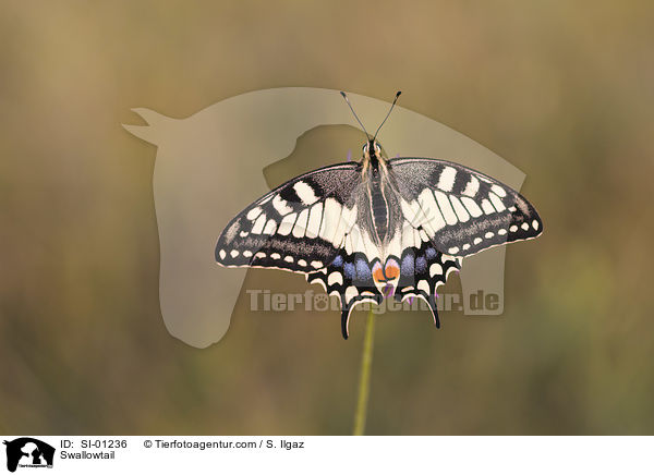 Swallowtail / SI-01236