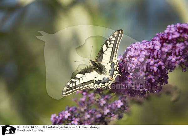 Swallowtail on lilac / SK-01477