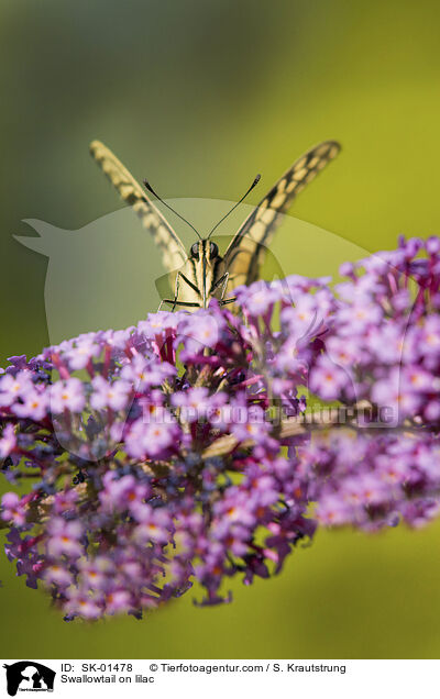 Swallowtail on lilac / SK-01478