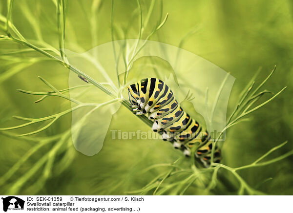 Swallowtail caterpillar / SEK-01359