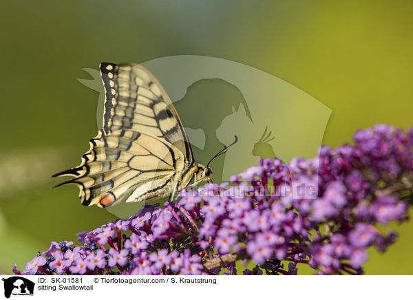 sitzender Schwalbenschwanz / sitting Swallowtail / SK-01581