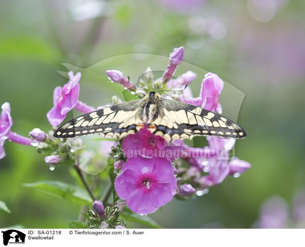 Swallowtail / SA-01218