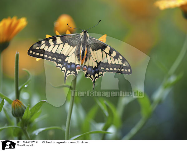 Swallowtail / SA-01219