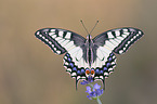 Swallowtail