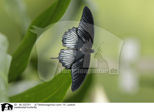 Ritterfalter / swallowtail butterfly / HL-02701