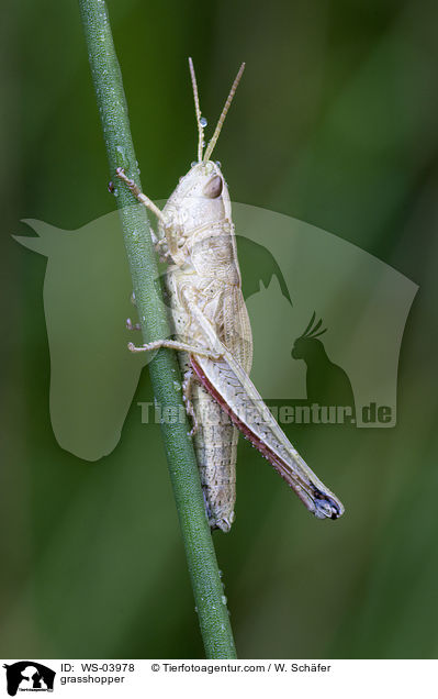 Feldheuschrecke / grasshopper / WS-03978