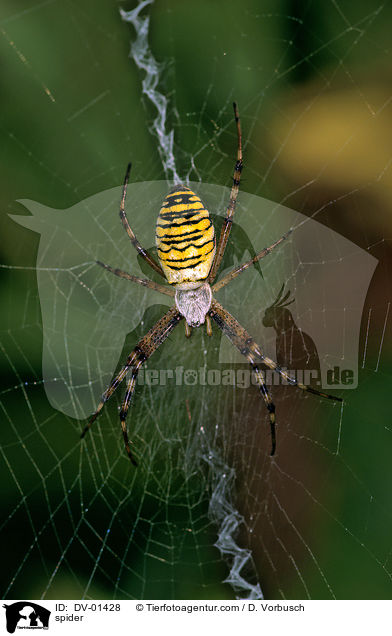 Wespenspinne / spider / DV-01428
