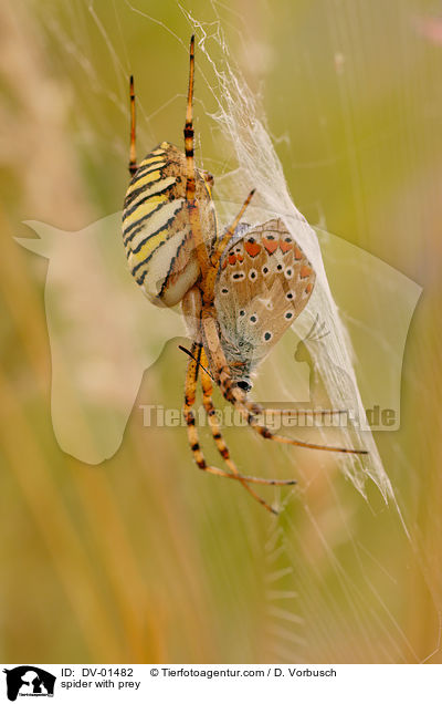 Wespenspinne mit Beute / spider with prey / DV-01482