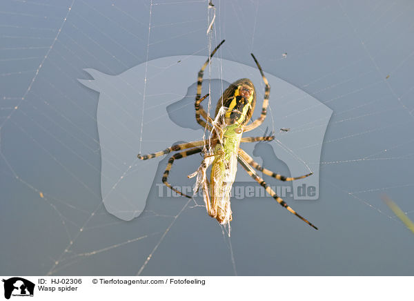 Wasp spider / HJ-02306