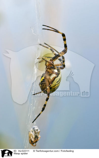 Wasp spider / HJ-02311