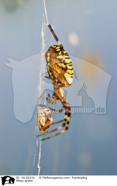 Wasp spider / HJ-02312