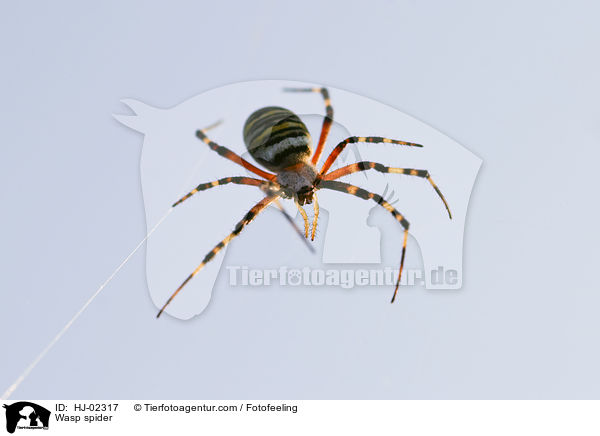 Wasp spider / HJ-02317