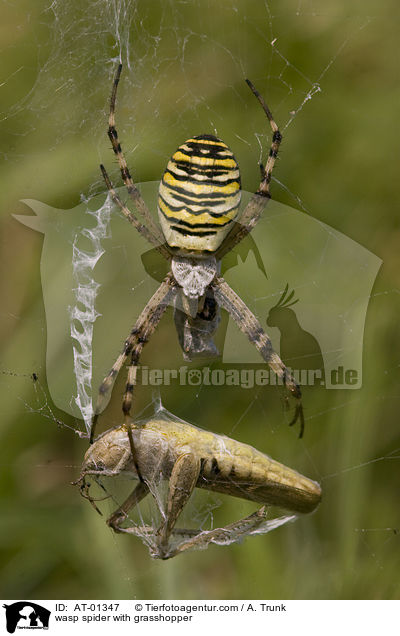 wasp spider with grasshopper / AT-01347