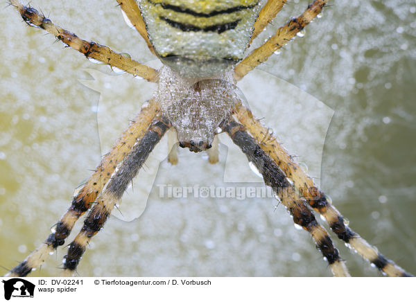 wasp spider / DV-02241