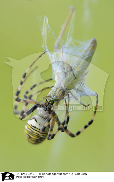 Wespenspinne mit Beute / wasp spider with prey / DV-02242