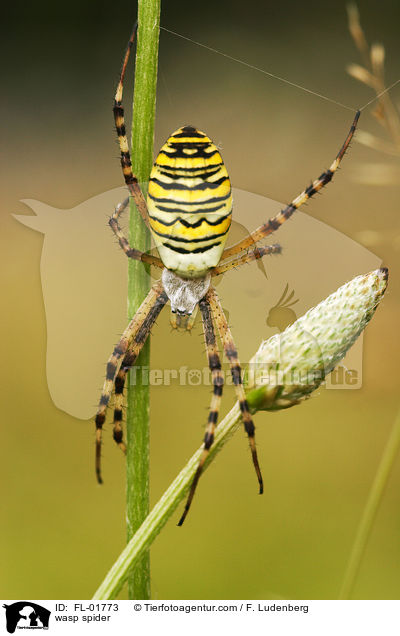 wasp spider / FL-01773