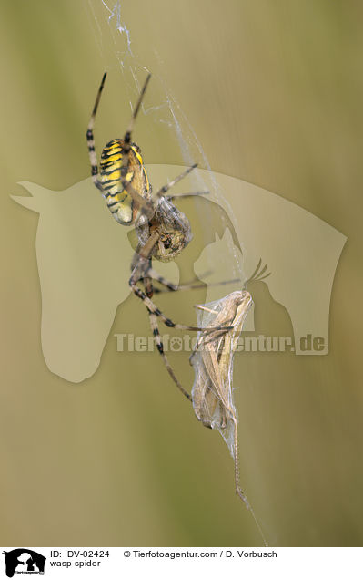 wasp spider / DV-02424