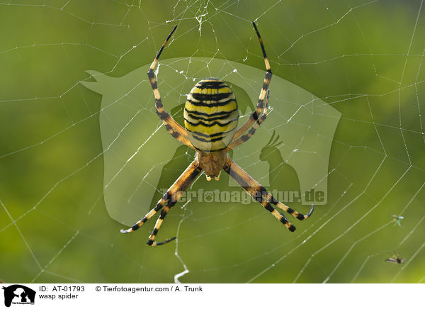 wasp spider / AT-01793