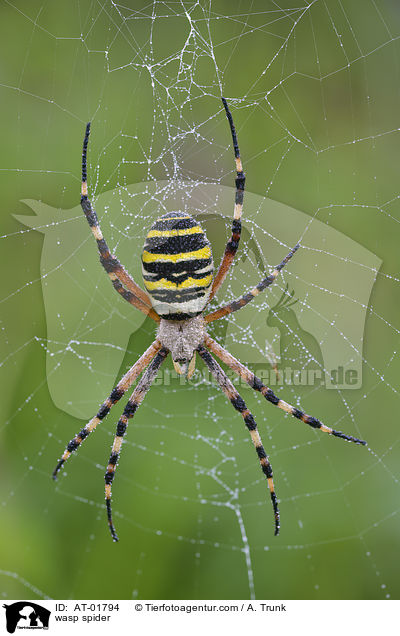 wasp spider / AT-01794