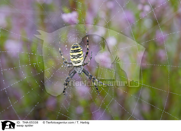 wasp spider / THA-05338
