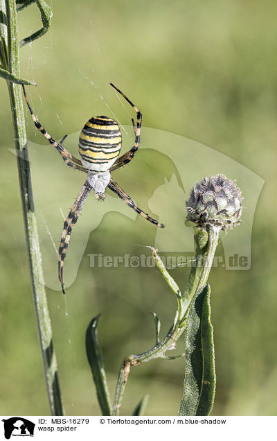 wasp spider / MBS-16279
