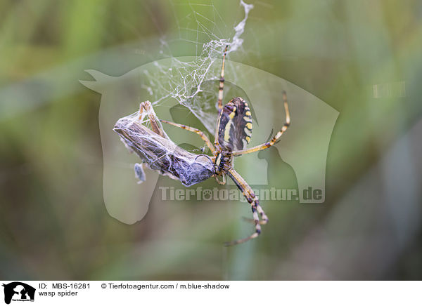 wasp spider / MBS-16281