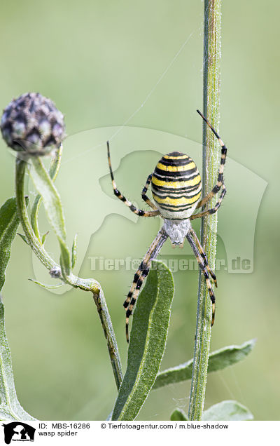 wasp spider / MBS-16286