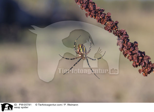 Wespenspinne / wasp spider / PW-05781